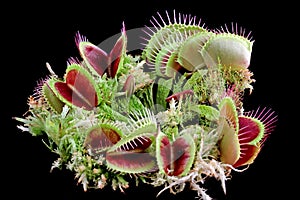 Carnivorous plant on isolated background