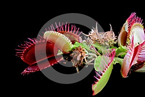 Carnivorous plant on isolated background