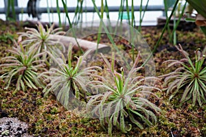 Carnivorous plant in Latin called Drosera capensis cultivated in a greenhouse of a botanical garden.