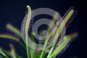 Carnivorous plant named Drosera, often found in swamps. Predator carnivorous plant Drosera capensis red