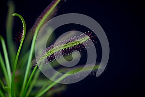 Carnivorous plant named Drosera, often found in swamps. Predator carnivorous plant Drosera capensis red