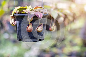 Carnivorous plant - Nepenthes