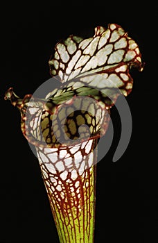 Carnivorous Plant, nepenthes against Black Background