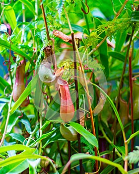 Carnivorous plant Nepenthes, a pitcher of fresh natural carnivorous tropical creeper plants. Dry and fresh new red jug Nepenthes
