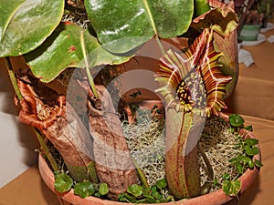 carnivorous plant Nepenthes truncata
