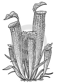 Carnivorous plant, pitcher plant illustration, drawing, engraving, ink, line art, vector