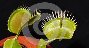 Carnivorous plant with prey