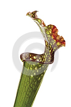 Carnivorous plant (Sarracenia)