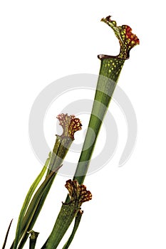 Carnivorous plant (Sarracenia)