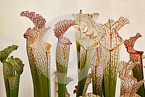 carnivorous plant Sarracenia leucophylla