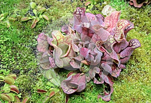 Carnivorous plant Sarracenia purpurea American Pitcher Plant