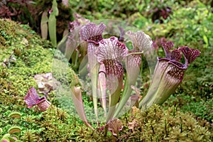 Carnivorous plant Sarracenia purpurea American Pitcher Plant