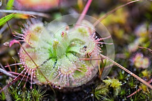 Carnivorous Plant (Sundew)