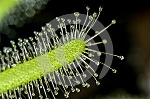 Carnivorous plant. sundew