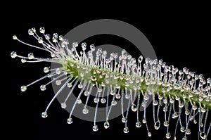 Carnivorous plant. sundew