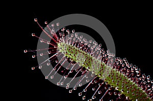 Carnivorous plant. sundew