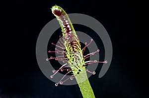 Carnivorous plant. sundew