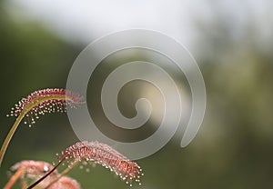 Carnivorous plant. sundew