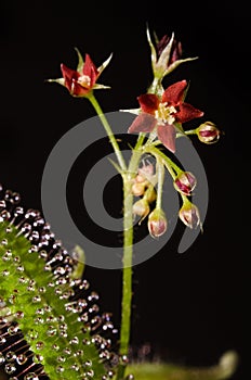 Carnivorous plant