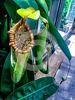 Carnivorous plant - tropical pitcher plants