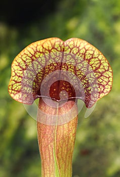 Carnivorous plant trumpet pitchers Sarracenia flava