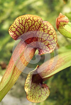 Carnivorous plant trumpet pitchers Sarracenia flava