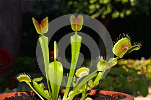 Carnivorous plant venus