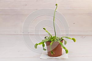 A carnivorous plant - Venus fly trap with a flower spike against a white background - How to care for Venus flytrap at