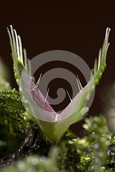 Carnivorous plant Venus flytrap