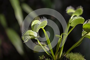 carnivorous plant Venus Flytrap