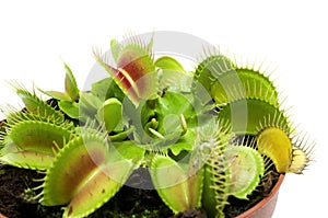 Carnivorous plant