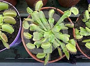 Carnivorous plant Venus flytrap lat.Dionaea muscipula