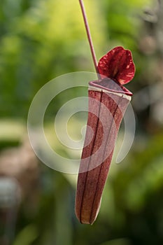 Carnivorous plant waiting for food