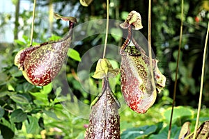 Carnivorous Plants