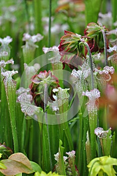 Carnivorous Plants