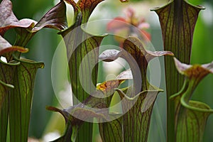 Carnivorous Plants