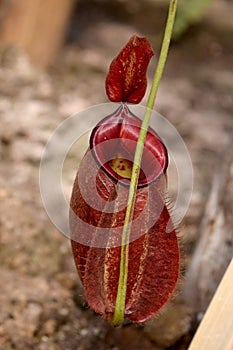 Carnivorous plants - Beautiful Close up red N. sumatrana