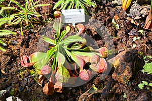 Carnivorous plants in botanical garden