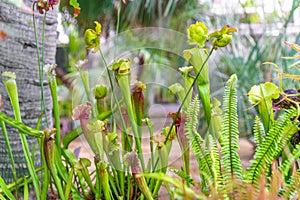 Carnivorous plants in a botanical garden