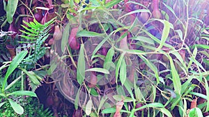 Carnivorous plants in a botanical garden or greenhouse.