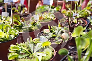 Carnivorous Plants Dionaea muscipula on the outdoor market