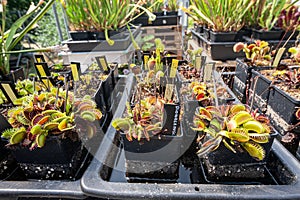 Carnivorous plants feeding from insects