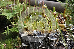 Carnivorous plants - Flycatcher