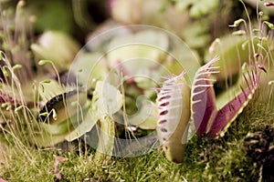 Carnivorous plants Flycatcher