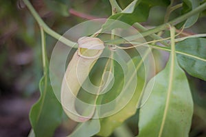 Carnivorous plants in a garden