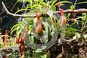 Carnivorous plants in a greenhouse on blurred background