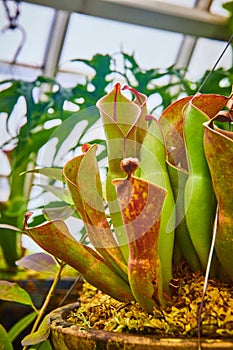 Carnivorous plants in hanging pot with greenhouse background