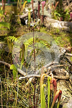 Carnivorous plants including flowering sundew and trumpet pitchers