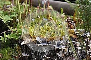 Carnivorous plants - Pied Flycatcher