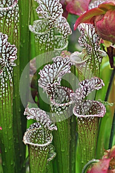 Carnivorous Plants photo